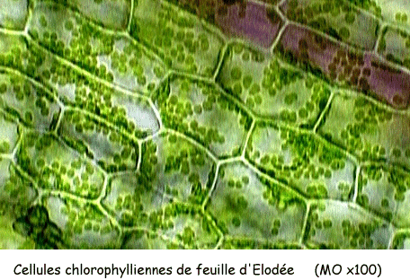 Cellules chlorophyliennes