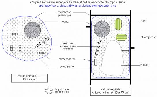 Comparaison entre cellule animale et cellule vegetale